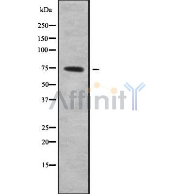 DF9341 staining A549 by IF/ICC. The sample were fixed with PFA and permeabilized in 0.1% Triton X-100,then blocked in 10% serum for 45 minutes at 25¡ãC. The primary antibody was diluted at 1/200 and incubated with the sample for 1 hour at 37¡ãC. An  Alexa Fluor 594 conjugated goat anti-rabbit IgG (H+L) Ab, diluted at 1/600, was used as the secondary antibod