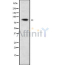 DF9342 at 1/100 staining Mouse kidney tissue by IHC-P. The sample was formaldehyde fixed and a heat mediated antigen retrieval step in citrate buffer was performed. The sample was then blocked and incubated with the antibody for 1.5 hours at 22¡ãC. An HRP conjugated goat anti-rabbit antibody was used as the secondary