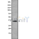 Western blot analysis of extracts from Mouse brain, using CEACAM19 Antibody. Lane 1 was treated with the blocking peptide.