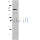 Western blot analysis of CTNNA2 using COLO205 whole cell lysates