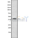 Western blot analysis of BORG5 using mouse liver lysates