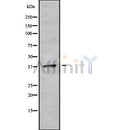 Western blot analysis of CGRRF1 using K562 whole cell lysates