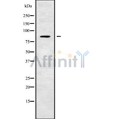 Western blot analysis of CEP63 using Jurkat whole cell lysates