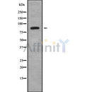 Western blot analysis of CEP68 using COLO205 whole cell lysates