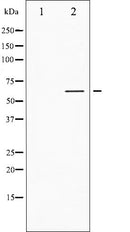AF3100 staining Hela by IF/ICC. The sample were fixed with PFA and permeabilized in 0.1% Triton X-100,then blocked in 10% serum for 45 minutes at 25¡ãC. The primary antibody was diluted at 1/200 and incubated with the sample for 1 hour at 37¡ãC. An  Alexa Fluor 594 conjugated goat anti-rabbit IgG (H+L) Ab, diluted at 1/600, was used as the secondary antibod