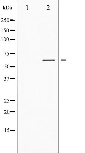 AF3100 staining Hela by IF/ICC. The sample were fixed with PFA and permeabilized in 0.1% Triton X-100,then blocked in 10% serum for 45 minutes at 25¡ãC. The primary antibody was diluted at 1/200 and incubated with the sample for 1 hour at 37¡ãC. An  Alexa Fluor 594 conjugated goat anti-rabbit IgG (H+L) Ab, diluted at 1/600, was used as the secondary antibod