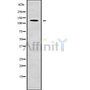 Western blot analysis of CP using K562 whole cell lysates