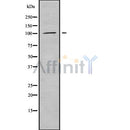 Western blot analysis of extracts from rat muscle and mouse brain, using PDE2A Antibody.