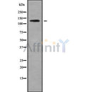 Western blot analysis of PDE3A using COS7 whole cell lysates