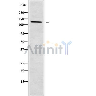 Western blot analysis of PDE3B using HuvEc whole cell lysates
