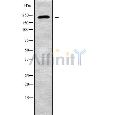 Western blot analysis of CHD2 using HT29 whole cell lysates