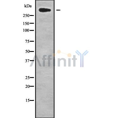 Western blot analysis of extracts from rat brain, using CHD8 Antibody. Lane 1 was treated with the blocking peptide.