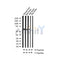 AF3102 staining 293 by IF/ICC. The sample were fixed with PFA and permeabilized in 0.1% Triton X-100,then blocked in 10% serum for 45 minutes at 25¡ãC. The primary antibody was diluted at 1/200 and incubated with the sample for 1 hour at 37¡ãC. An  Alexa Fluor 594 conjugated goat anti-rabbit IgG (H+L) Ab, diluted at 1/600, was used as the secondary antibod