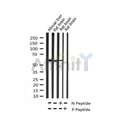 AF3102 staining 293 by IF/ICC. The sample were fixed with PFA and permeabilized in 0.1% Triton X-100,then blocked in 10% serum for 45 minutes at 25¡ãC. The primary antibody was diluted at 1/200 and incubated with the sample for 1 hour at 37¡ãC. An  Alexa Fluor 594 conjugated goat anti-rabbit IgG (H+L) Ab, diluted at 1/600, was used as the secondary antibod