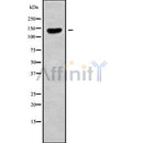 Western blot analysis of CLASP2 using COS7 whole cell lysates