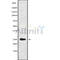 Western blot analysis of extracts from mouse brain, using C1QL4 Antibody. Lane 1 was treated with the blocking peptide.