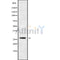 Western blot analysis of CFD using K562 whole cell lysates