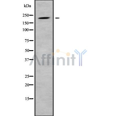 Western blot analysis of CR1 using RAW264.7 whole cell lysates