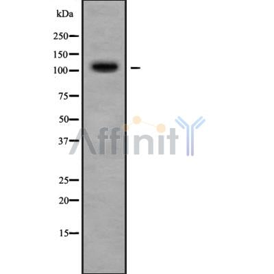 Western blot analysis of CNTN3 using COLO205 whole cell lysates