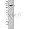Western blot analysis of CNTNAP1 using COS7 whole cell lysates
