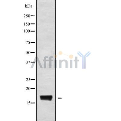 Western blot analysis of CST9L2 using COS7 whole cell lysates
