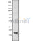 Western blot analysis of CST9L2 using COS7 whole cell lysates