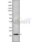 Western blot analysis of CST5 using NIH-3T3 whole cell lysates
