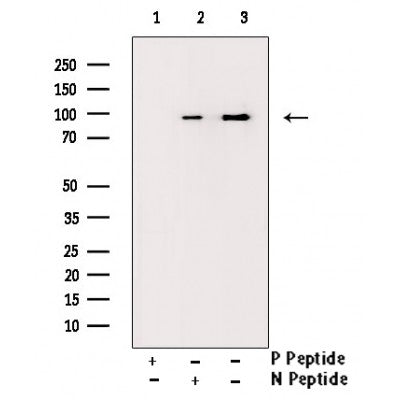 AF3106 staining COS7 by IF/ICC. The sample were fixed with PFA and permeabilized in 0.1% Triton X-100,then blocked in 10% serum for 45 minutes at 25¡ãC. The primary antibody was diluted at 1/200 and incubated with the sample for 1 hour at 37¡ãC. An  Alexa Fluor 594 conjugated goat anti-rabbit IgG (H+L) Ab, diluted at 1/600, was used as the secondary antibod