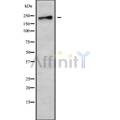 Western blot analysis of extracts from rat muscle, using DOCK7 Antibody.