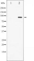 AF3107 staining COS7 by IF/ICC. The sample were fixed with PFA and permeabilized in 0.1% Triton X-100,then blocked in 10% serum for 45 minutes at 25¡ãC. The primary antibody was diluted at 1/200 and incubated with the sample for 1 hour at 37¡ãC. An  Alexa Fluor 594 conjugated goat anti-rabbit IgG (H+L) Ab, diluted at 1/600, was used as the secondary antibod
