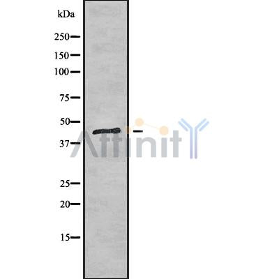 Western blot analysis of DGAT2 using K562 whole cell lysates