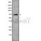Western blot analysis of TOP1MT using COLO205 whole cell lysates