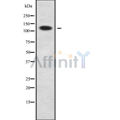 Western blot analysis of DNA2L using COLO205 whole cell lysates