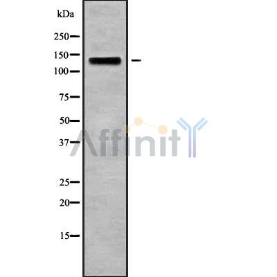 Western blot analysis of POLRMT using MCF7 whole cell lysates