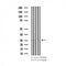 AF3110 staining NIH-3T3 by IF/ICC. The sample were fixed with PFA and permeabilized in 0.1% Triton X-100,then blocked in 10% serum for 45 minutes at 25¡ãC. The primary antibody was diluted at 1/200 and incubated with the sample for 1 hour at 37¡ãC. An  Alexa Fluor 594 conjugated goat anti-rabbit IgG (H+L) Ab, diluted at 1/600, was used as the secondary antibod