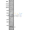 Western blot analysis of RPAB4 using Jurkat whole cell lysates