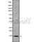 Western blot analysis of DYNLT1 using COLO205 whole cell lysates