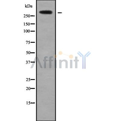 Western blot analysis of extracts from rat brain, using HECTD1 Antibody.