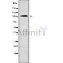 Western blot analysis of MARCH6 using Jurkat whole cell lysates