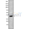 Western blot analysis of MARCH8 using HuvEc whole cell lysates