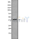 Western blot analysis of MARCH9 using MCF7 whole cell lysates