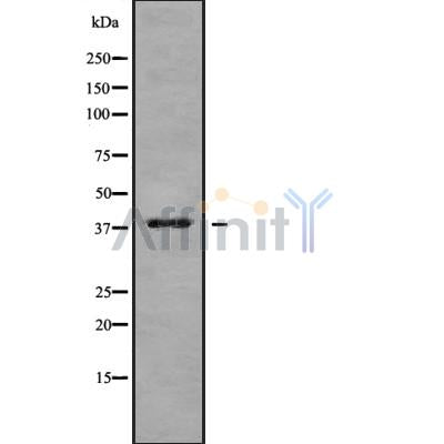 Western blot analysis of MARCH9 using MCF7 whole cell lysates
