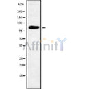 Western blot analysis GFM1 using Jurkat whole cell lysates