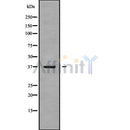 DF9499 at 1/100 staining Mouse pancreas tissue by IHC-P. The sample was formaldehyde fixed and a heat mediated antigen retrieval step in citrate buffer was performed. The sample was then blocked and incubated with the antibody for 1.5 hours at 22¡ãC. An HRP conjugated goat anti-rabbit antibody was used as the secondary