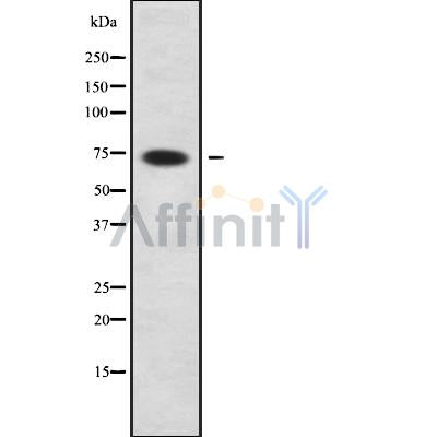 Western blot analysis of EDEM1 using NIH-3T3 whole cell lysates