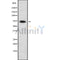 Western blot analysis of EDEM1 using NIH-3T3 whole cell lysates