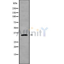 Western blot analysis of HSD17B12 using A549 whole cell lysates
