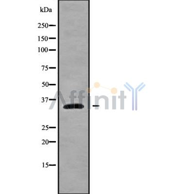 Western blot analysis of HSD17B12 using A549 whole cell lysates