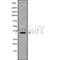 Western blot analysis of HSD17B12 using A549 whole cell lysates