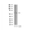 AF3114 staining 293 by IF/ICC. The sample were fixed with PFA and permeabilized in 0.1% Triton X-100,then blocked in 10% serum for 45 minutes at 25¡ãC. The primary antibody was diluted at 1/200 and incubated with the sample for 1 hour at 37¡ãC. An  Alexa Fluor 594 conjugated goat anti-rabbit IgG (H+L) Ab, diluted at 1/600, was used as the secondary antibod